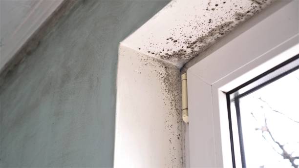 Best Mold Removal and Inspection  in Rochester, WA