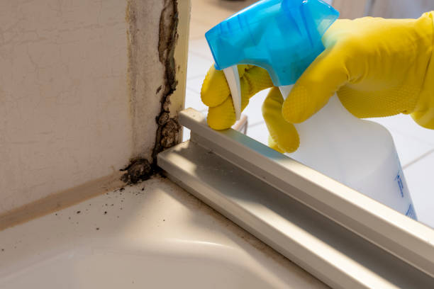 Best Fast Mold Removal  in Rochester, WA