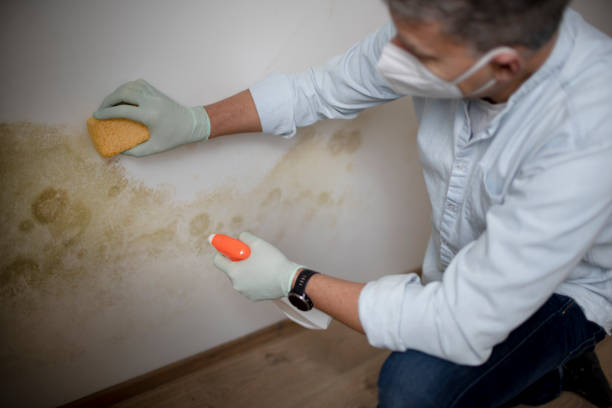 Best Affordable Mold Removal  in Rochester, WA
