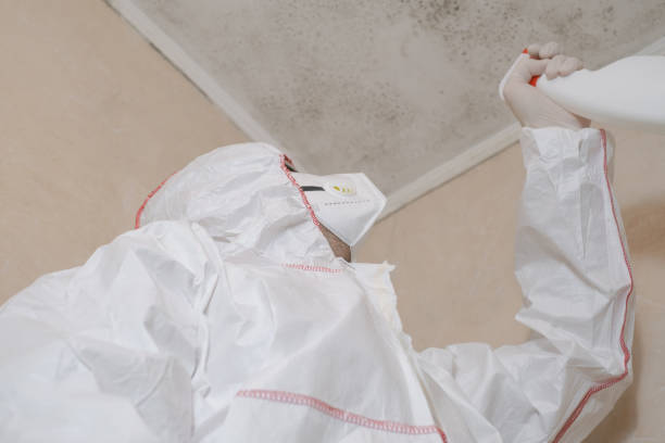 Best Office Mold Removal Services  in Rochester, WA
