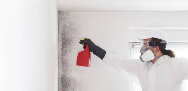 Best Mold Damage Repair  in Rochester, WA