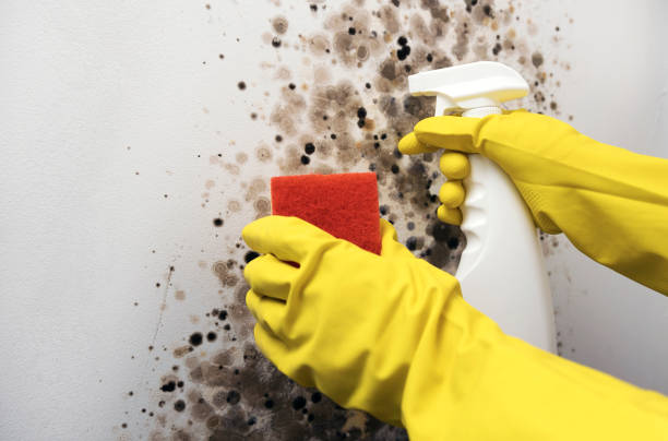 Professional Mold Removal in Rochester, WA