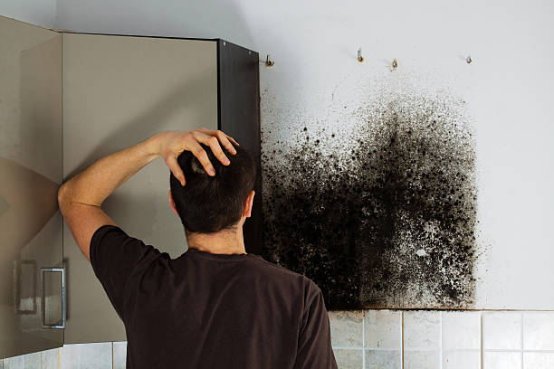 Attic Mold Removal in Rochester, WA
