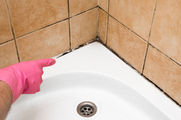 Best Local Mold Removal Service  in Rochester, WA