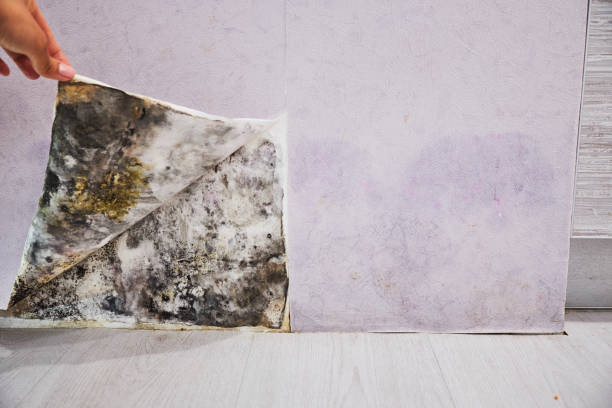 Crawl Space Mold Removal in Rochester, WA